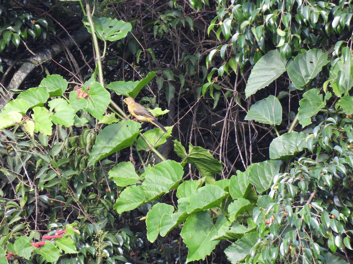 Black-vented Oriole - ML640250187