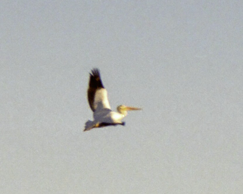American White Pelican - ML640250193
