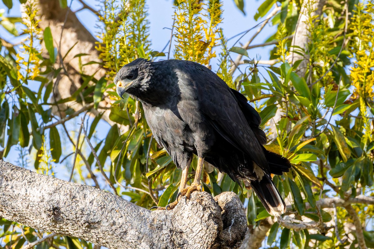 Great Black Hawk - ML640250233