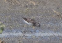 peep sp. - ML640250284