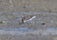 peep sp. - ML640250285