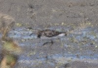 peep sp. - ML640250286