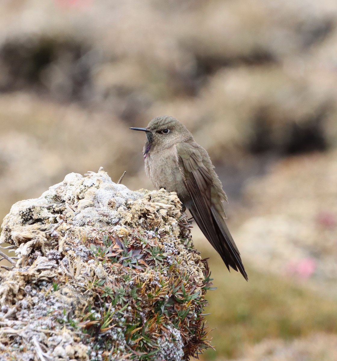 olivennålkolibri - ML640250297