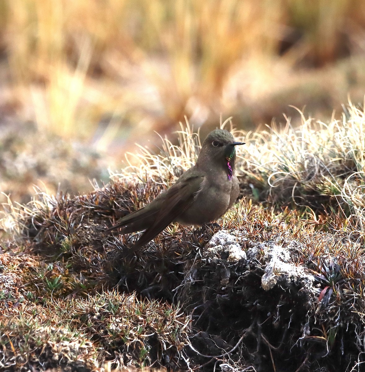 olivennålkolibri - ML640250304