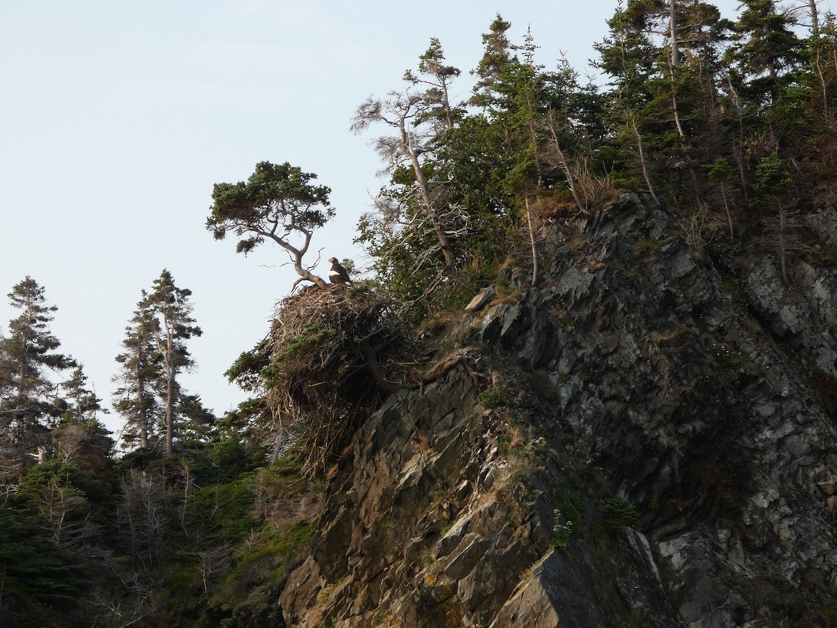 Steller's Sea-Eagle - ML640250319