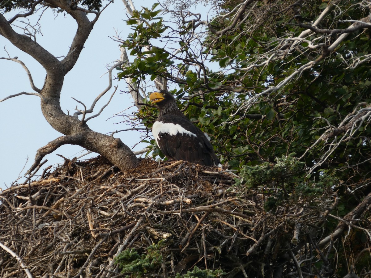 Steller's Sea-Eagle - ML640250320