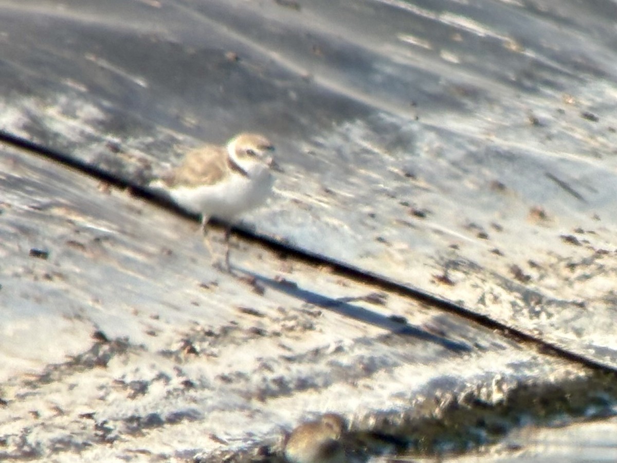 Snowy Plover - ML640250361