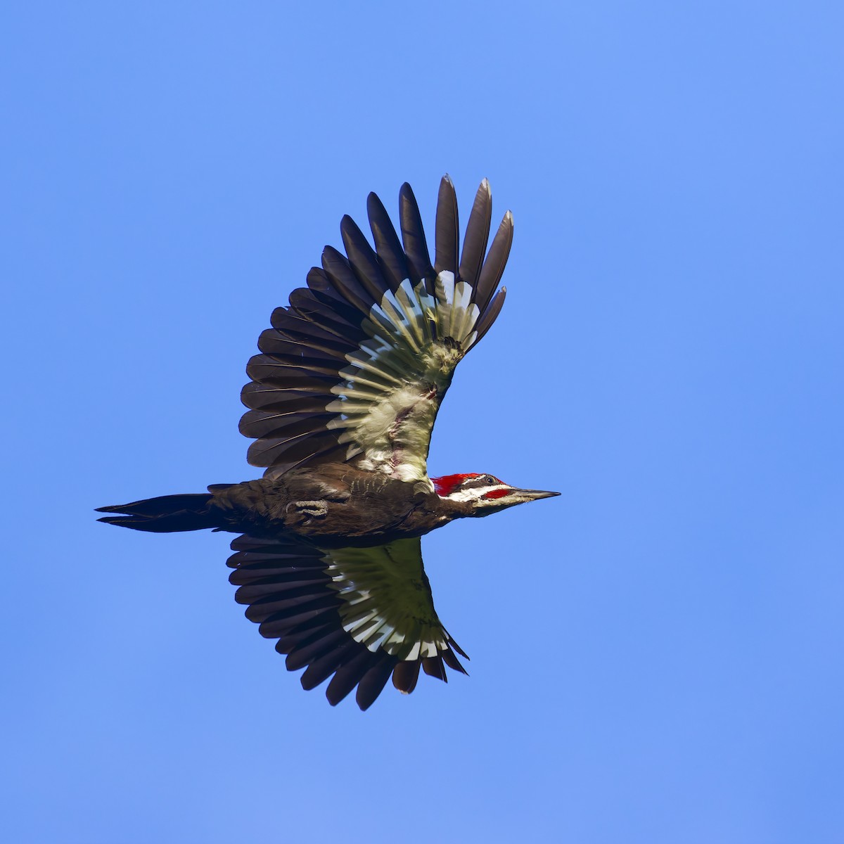 Pileated Woodpecker - ML640250430