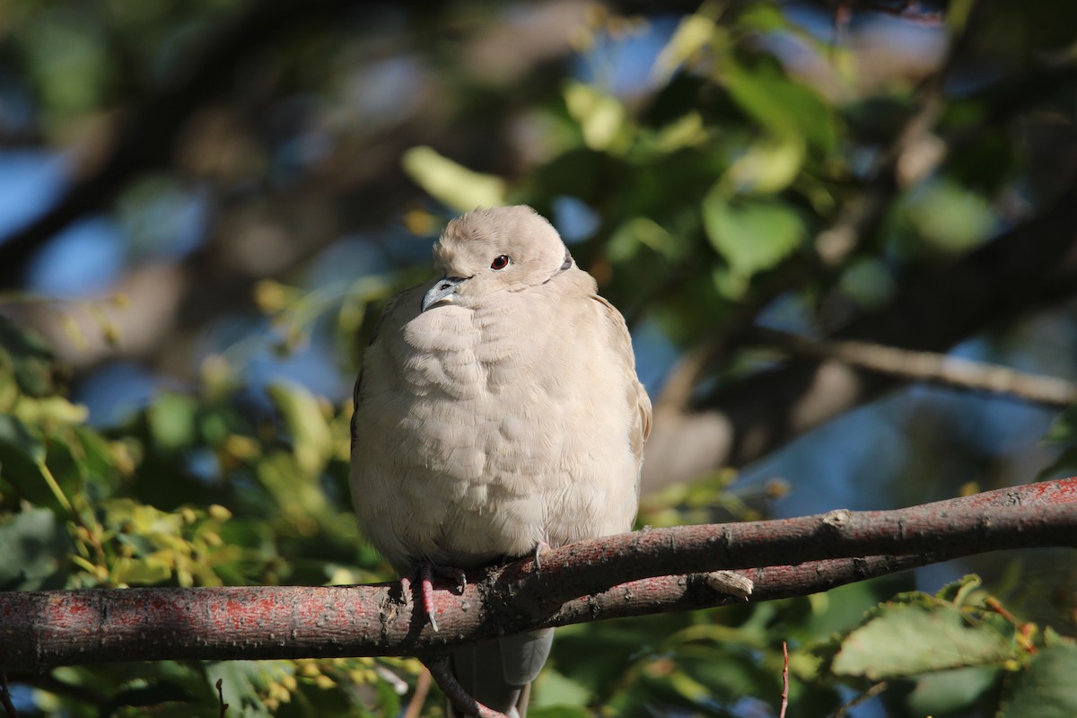 Eurasian Collared-Dove - ML640250457