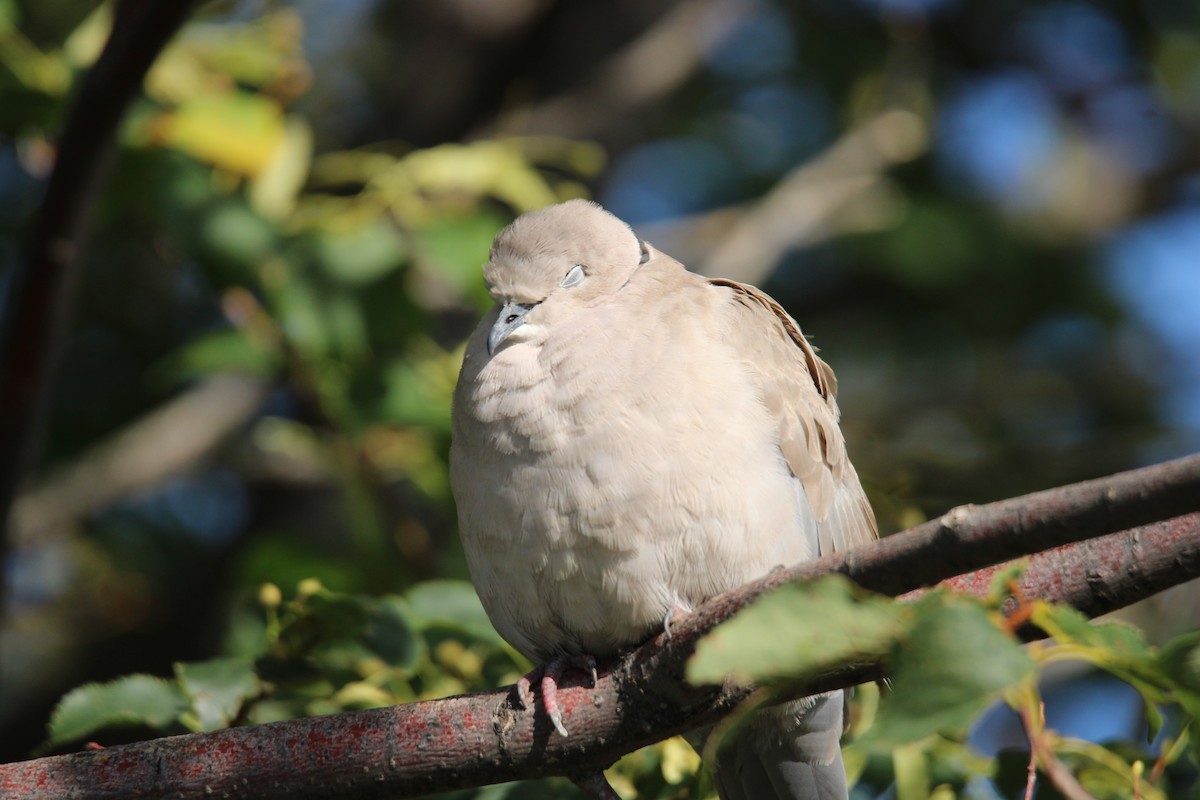Eurasian Collared-Dove - ML640250458