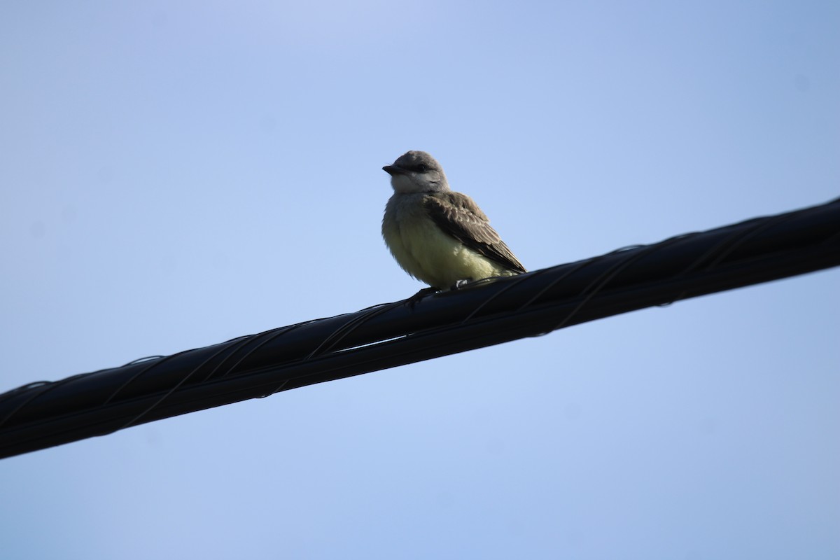 Western Kingbird - ML640250461
