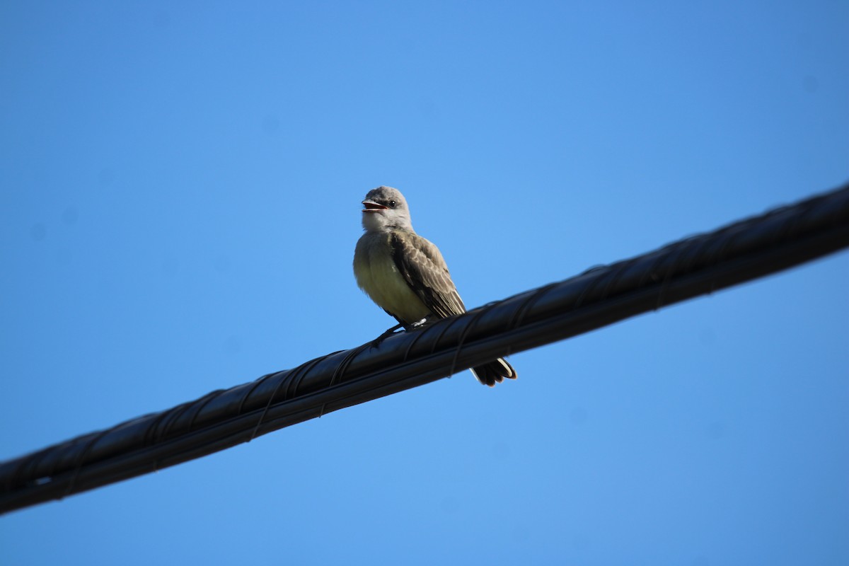 Western Kingbird - ML640250462
