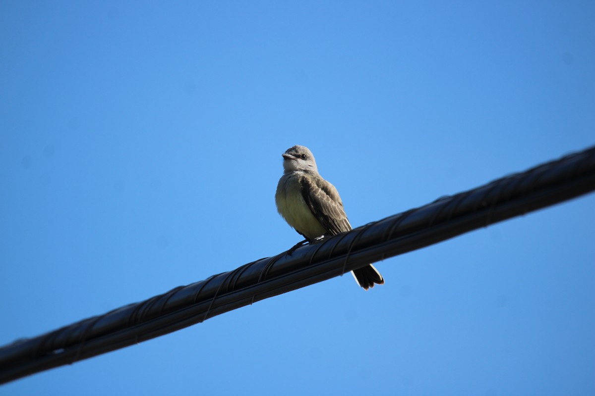 Western Kingbird - ML640250463