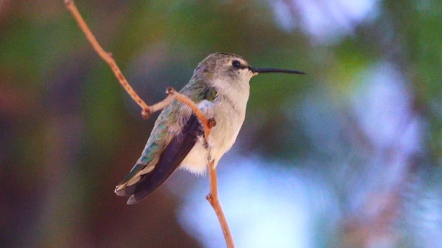 Costa's Hummingbird - ML640250579