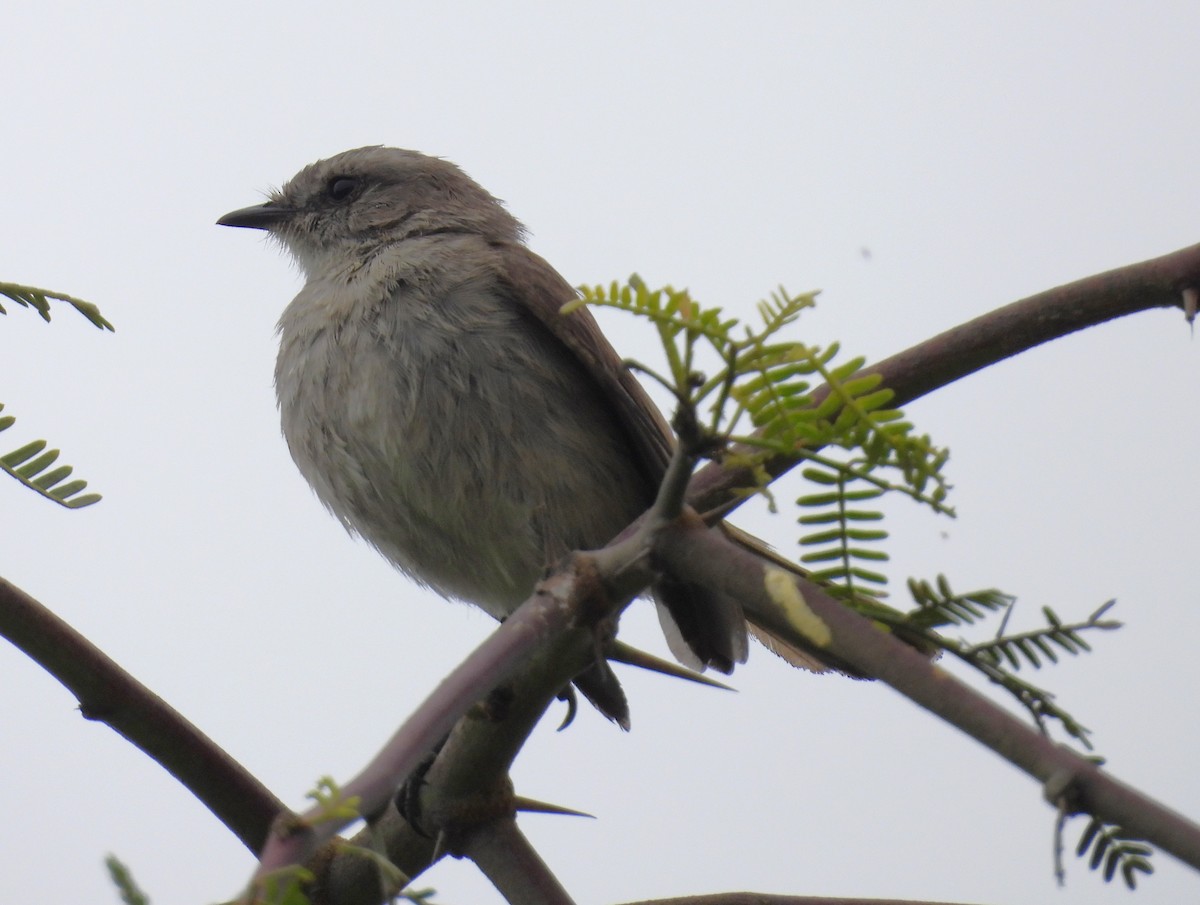 Tumbesian Tyrannulet - ML640250604