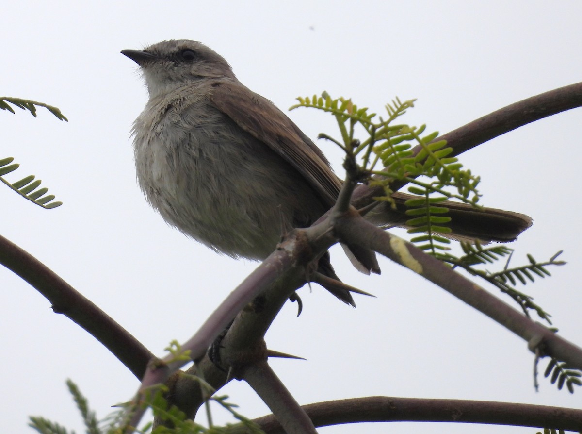 Tumbesian Tyrannulet - ML640250623