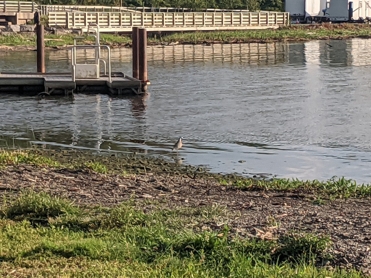 Willet - ML640250705