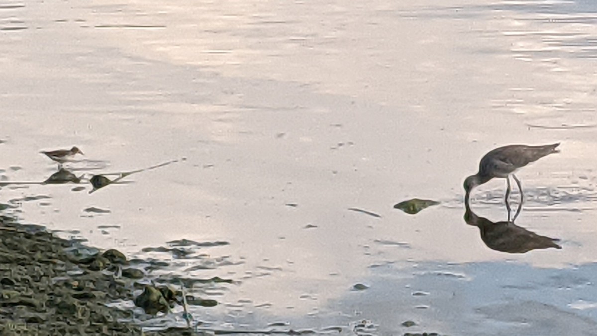 Willet - ML640250710
