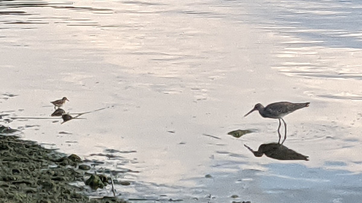 Willet - ML640250713