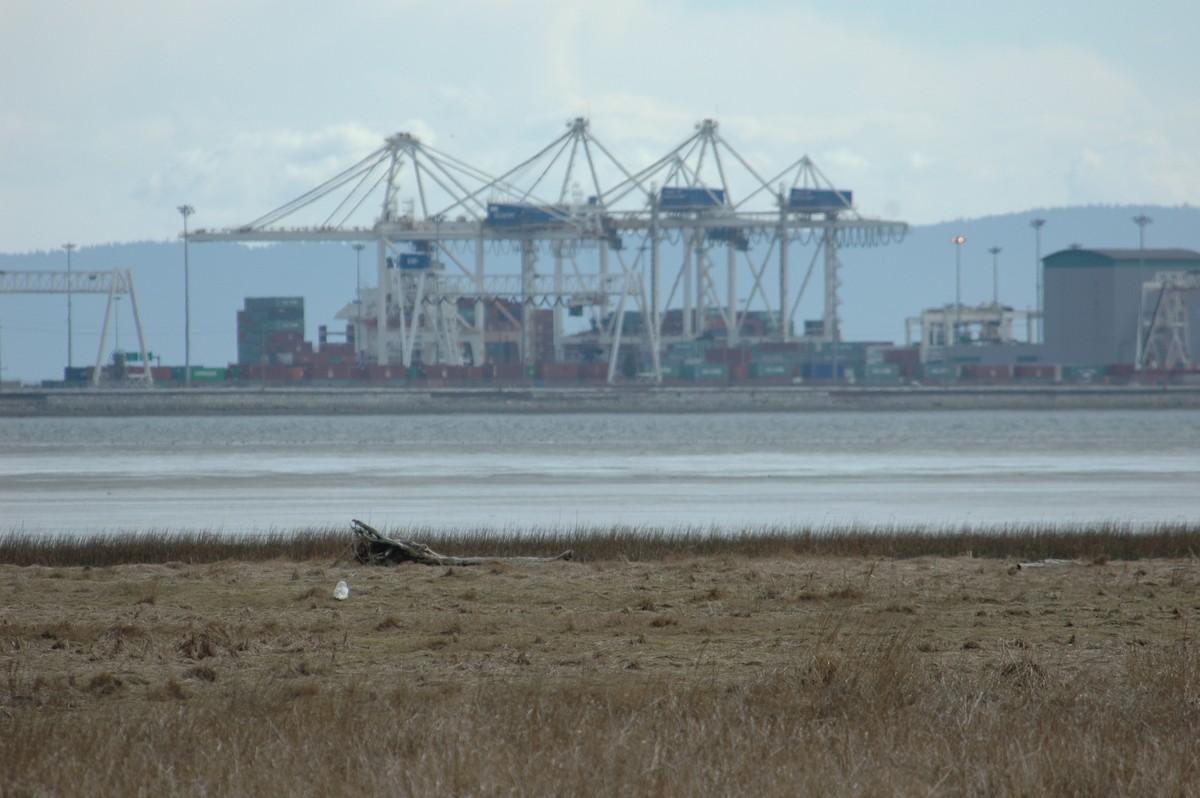 Snowy Owl - ML640250714