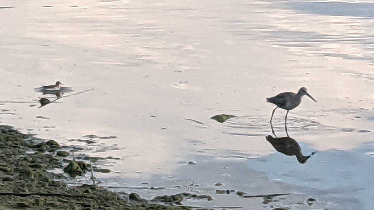 Willet - ML640250717