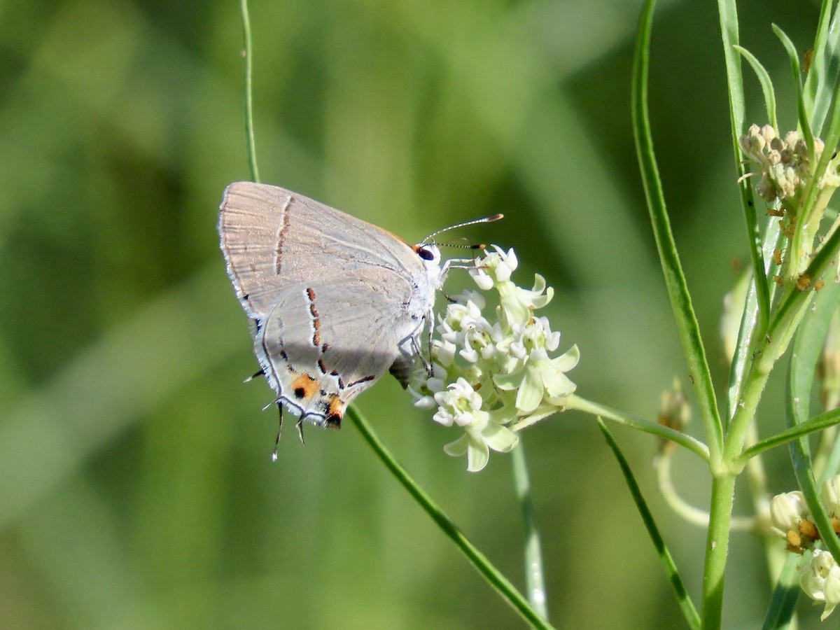 Gray Hairstreak - ML640250720