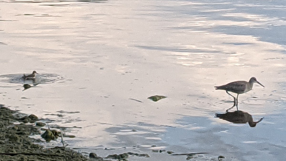 Willet - ML640250724