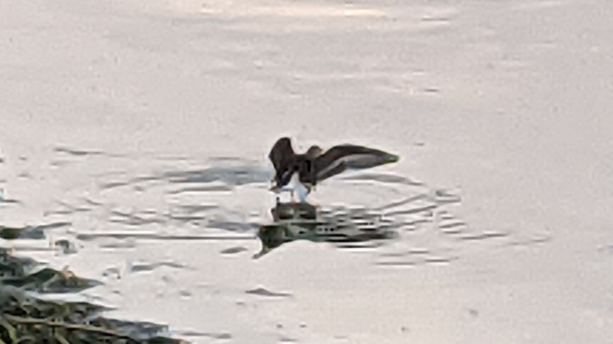 Willet - ML640250727