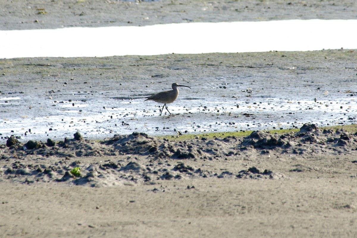 Hudsonian Whimbrel - ML640250729