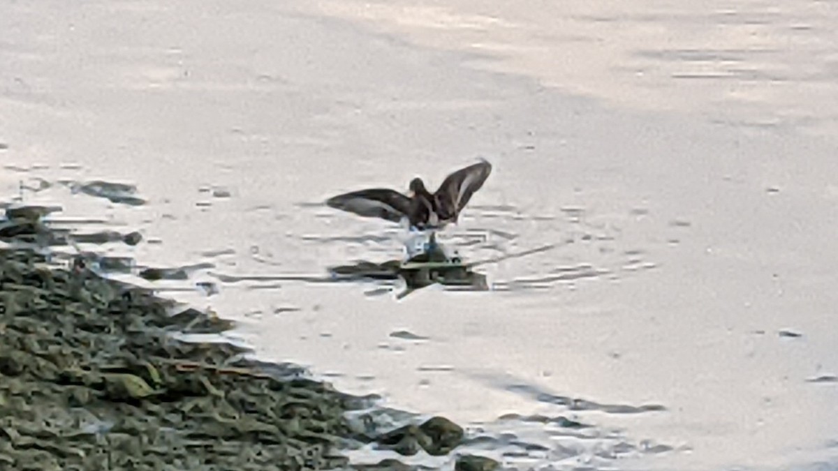 Willet - ML640250731
