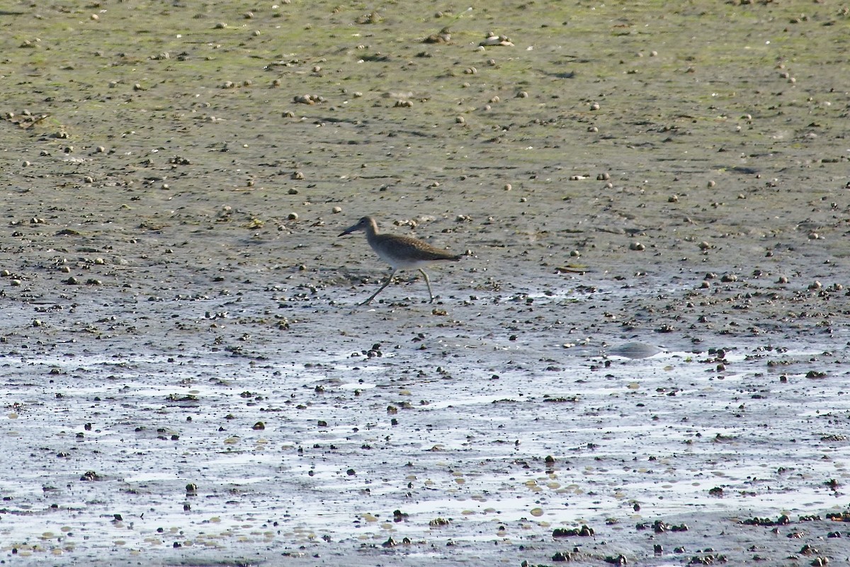 Willet - ML640250732