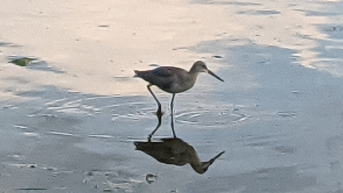Willet - ML640250737