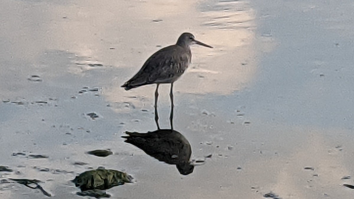 Willet - ML640250745