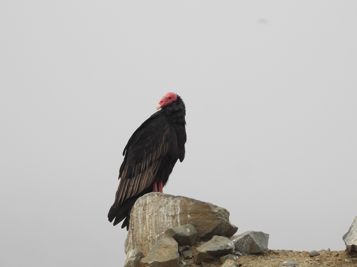 Urubu à tête rouge - ML640250793