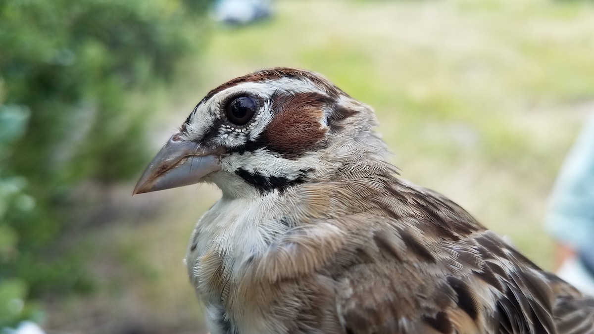 Lark Sparrow - ML640250813