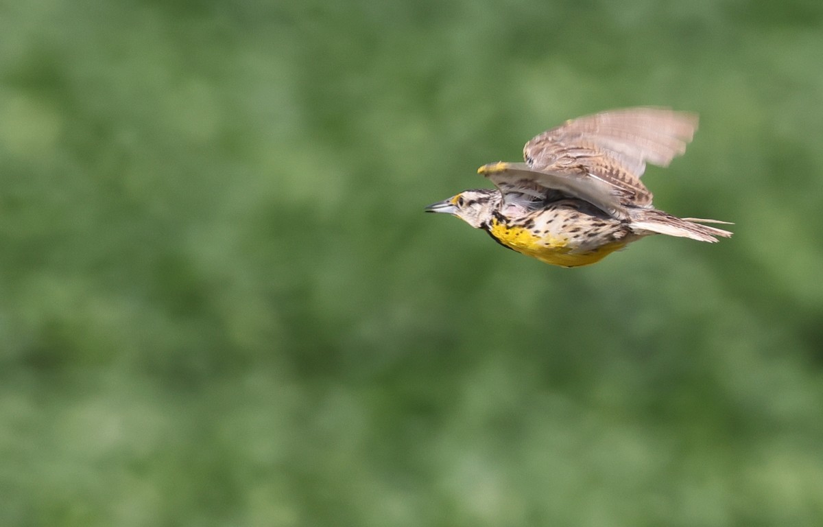 Eastern Meadowlark (Eastern) - ML640250847