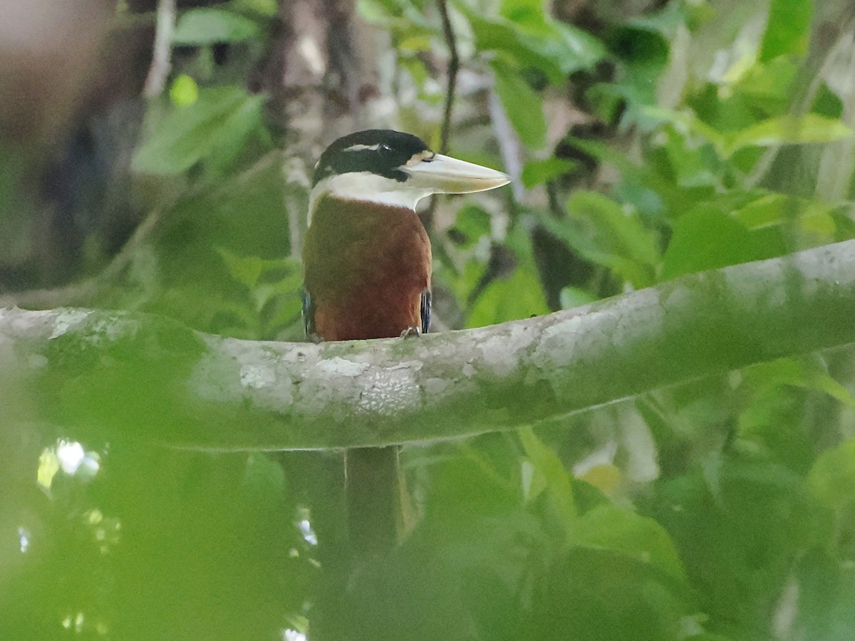 Rufous-bellied Kookaburra - ML640250849