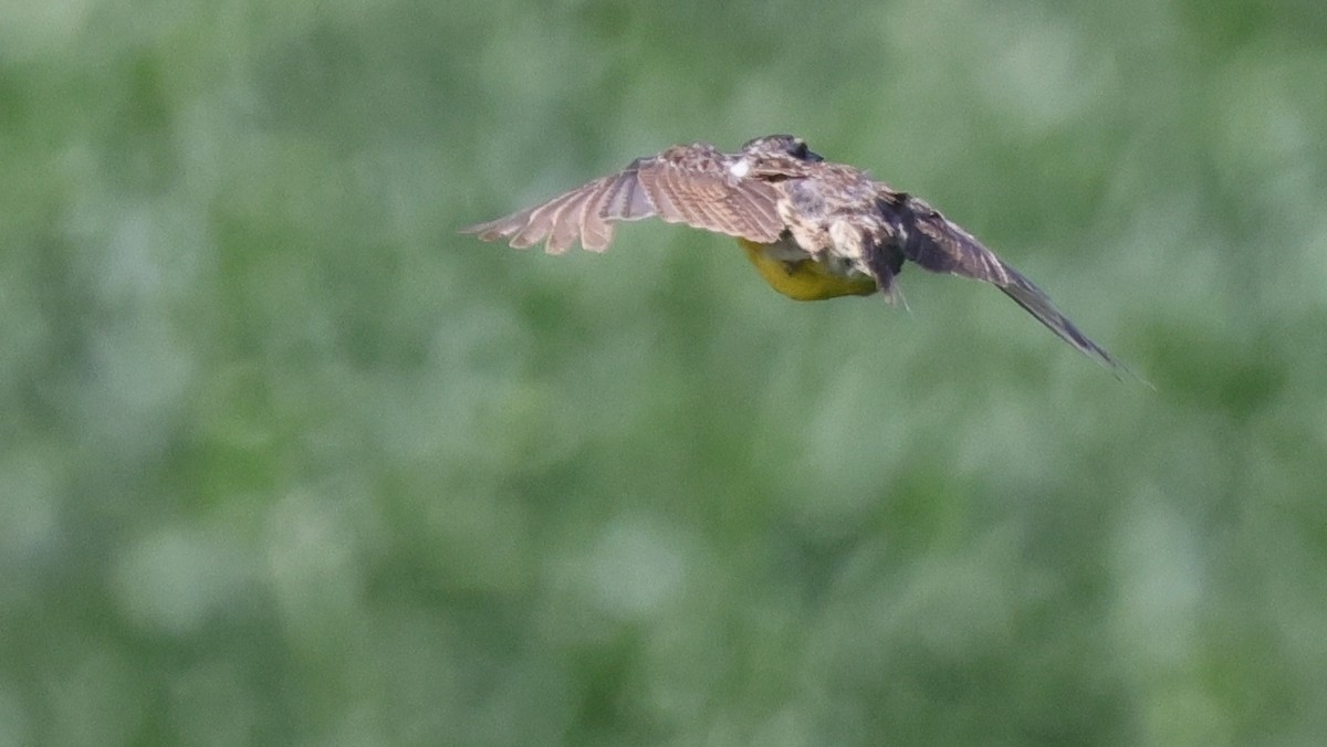 Eastern Meadowlark (Eastern) - ML640250856