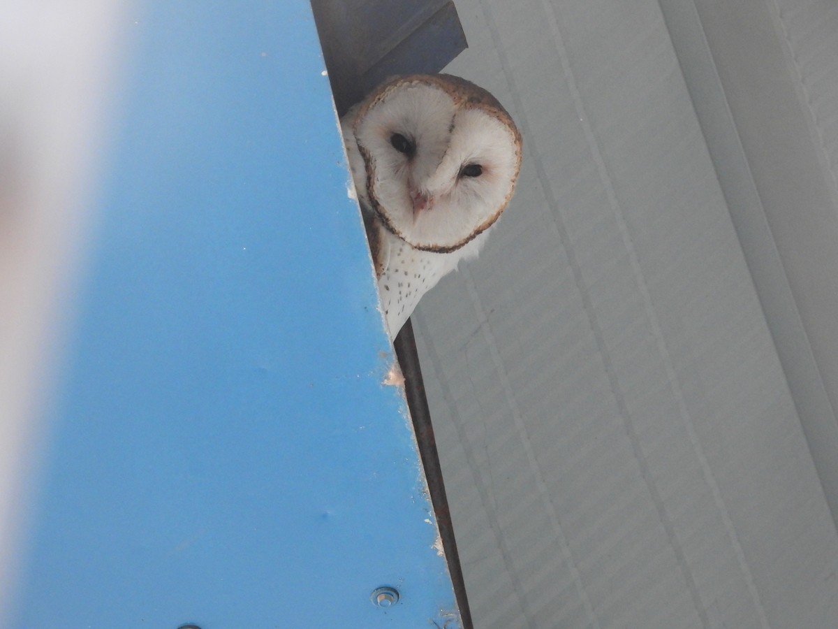 American Barn Owl - ML640250859