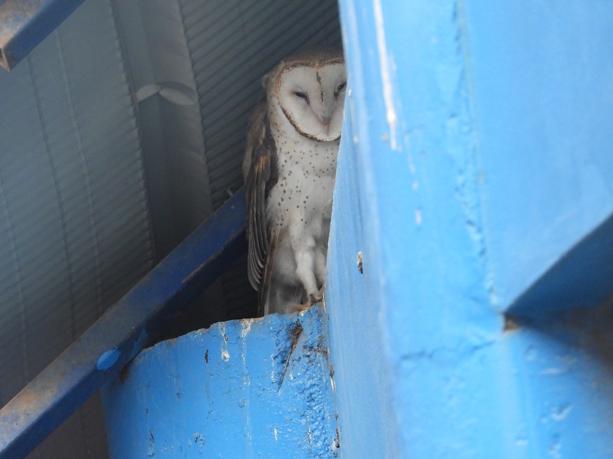 American Barn Owl - ML640250860
