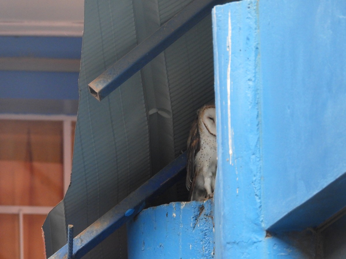 American Barn Owl - ML640250861