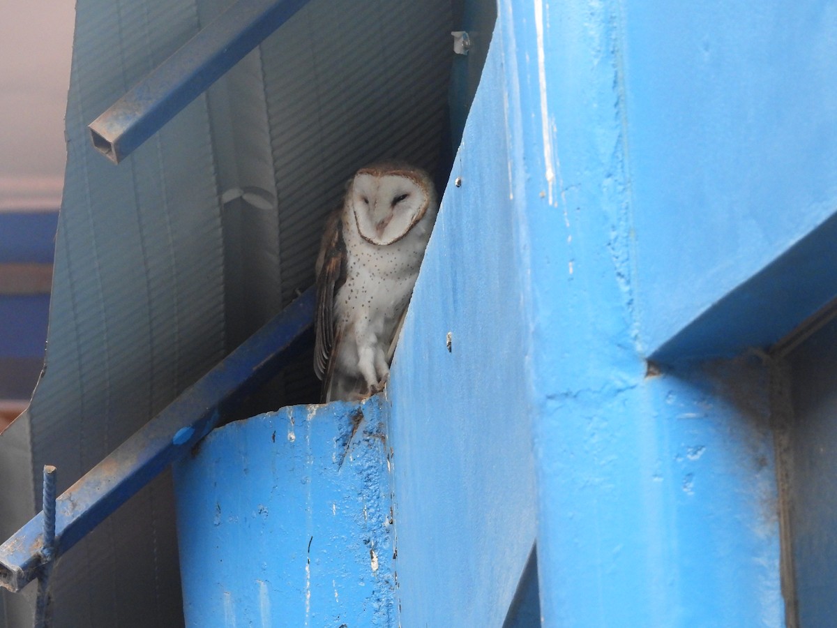 American Barn Owl - ML640250864