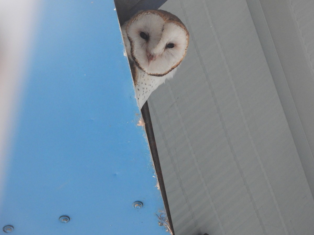 American Barn Owl - ML640250865