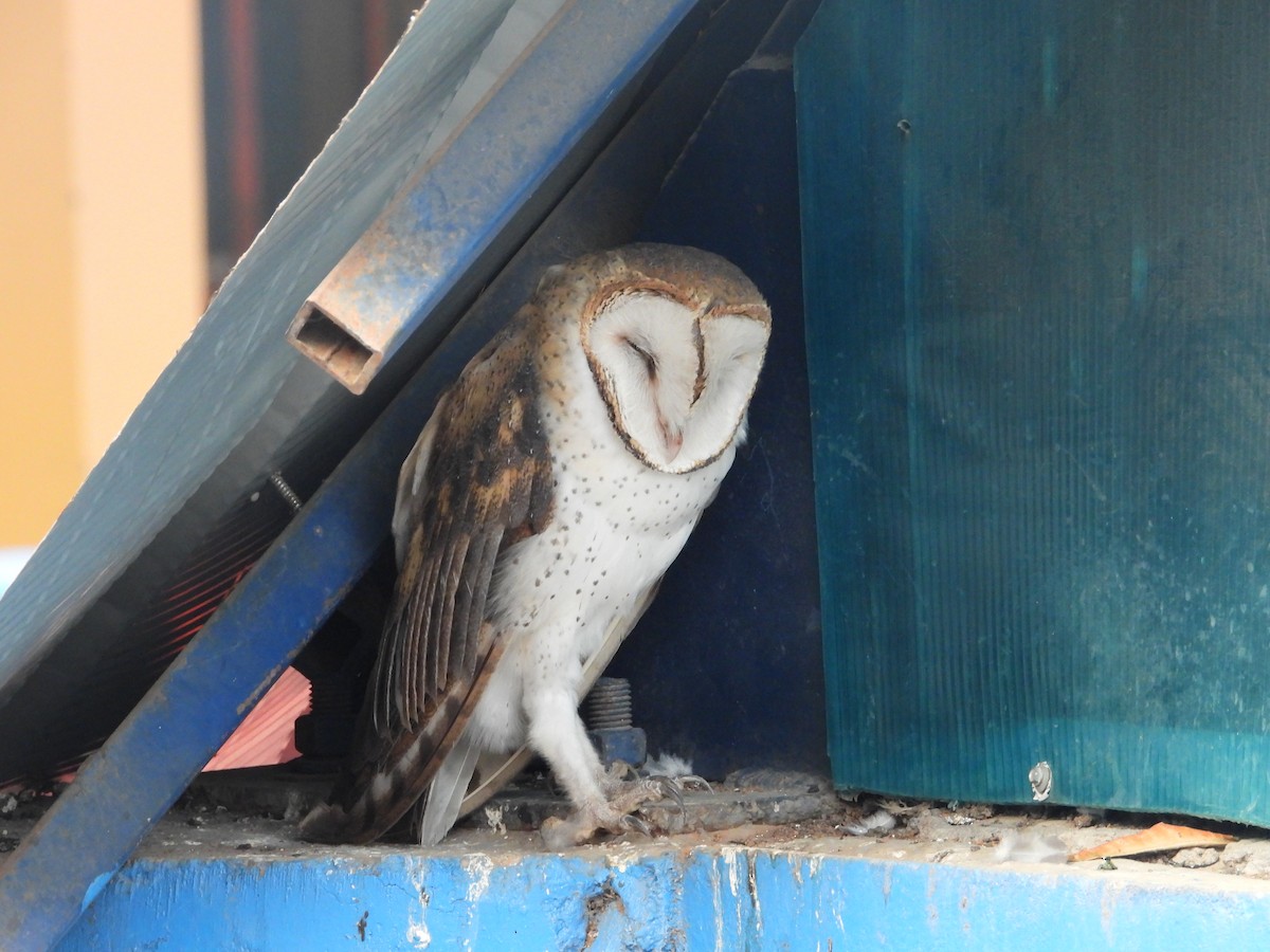 American Barn Owl - ML640250866
