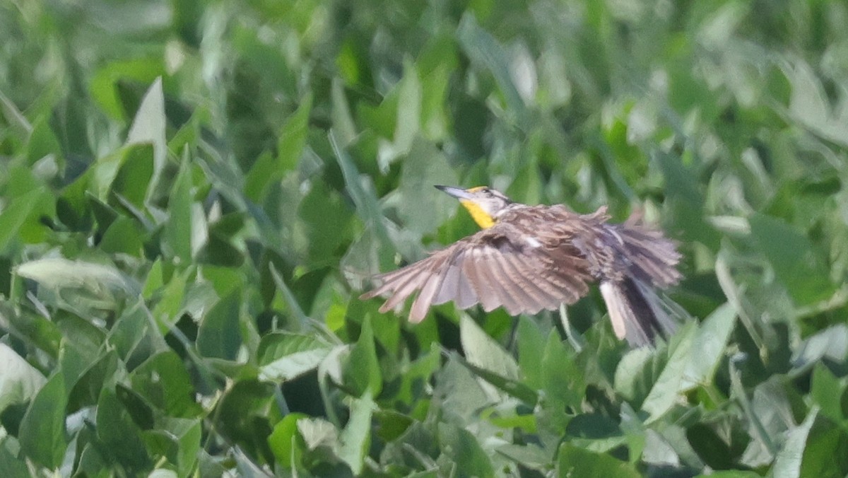 Eastern Meadowlark (Eastern) - ML640250870