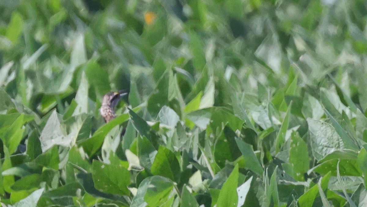 Eastern Meadowlark (Eastern) - ML640250881