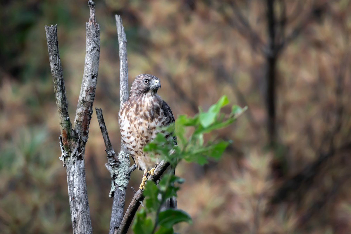 Broad-winged Hawk - ML640250898