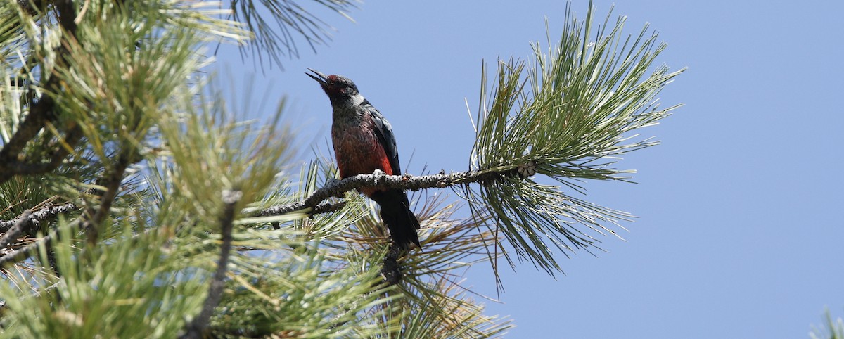 Lewis's Woodpecker - ML640250916