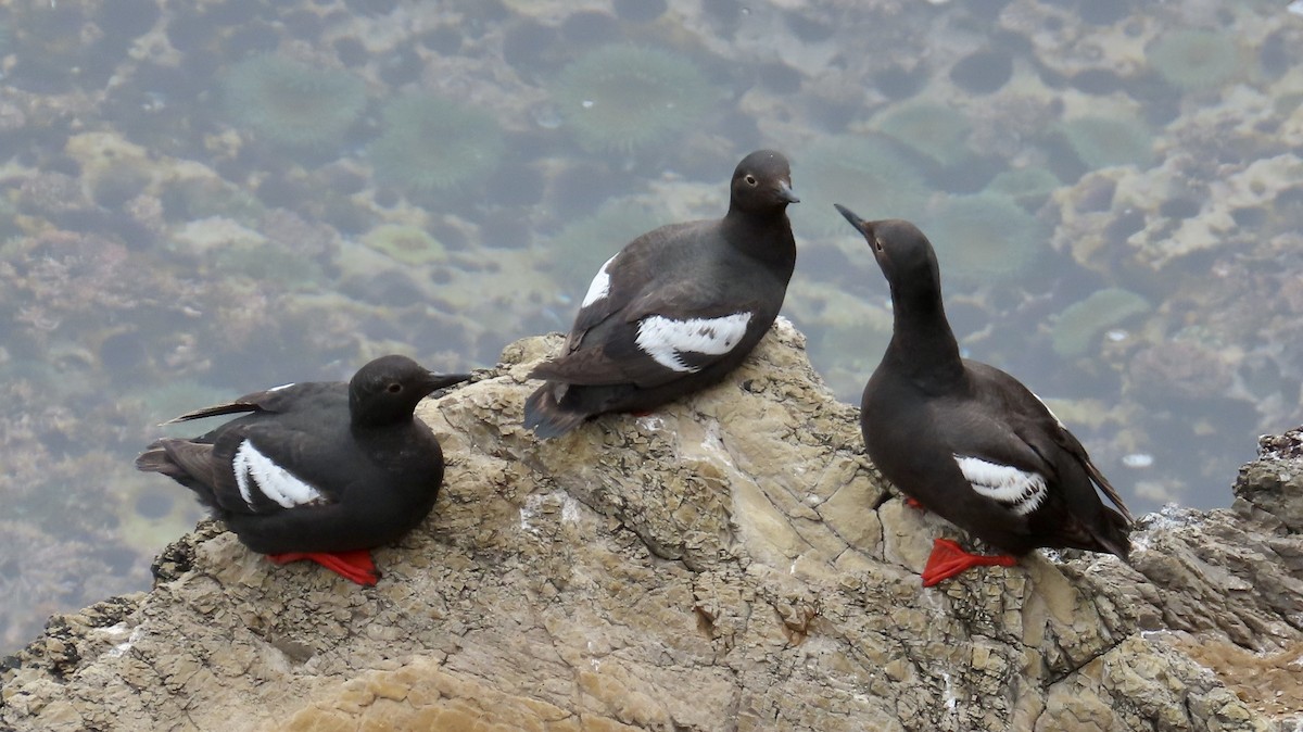 Pigeon Guillemot - ML640250921