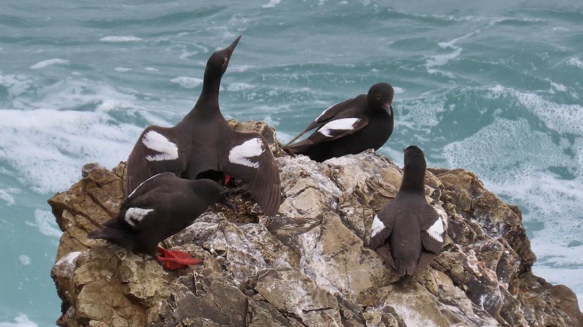 Pigeon Guillemot - ML640250929